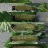pyr armoricanus larva4 volg12
